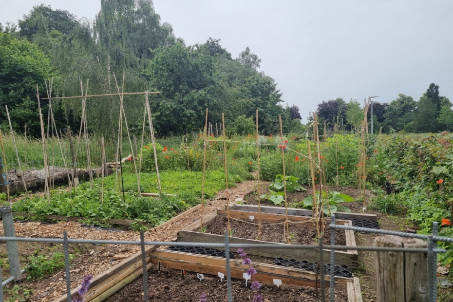 Beeld NWST, ter illustratie (moestuintjes in de 'Spoorkuil' bij Nijmegen-Heyendaal)