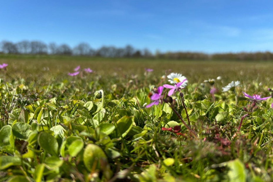 Happy Lawn Happy Lawn