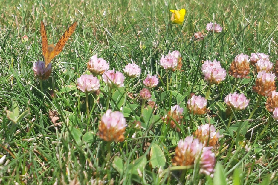 Happy Lawn bevat soorten die laag blijven, biodiversiteit versterken en bestand zijn tegen droogte en een maaifrequentie van wekelijks tot ��n keer per drie weken