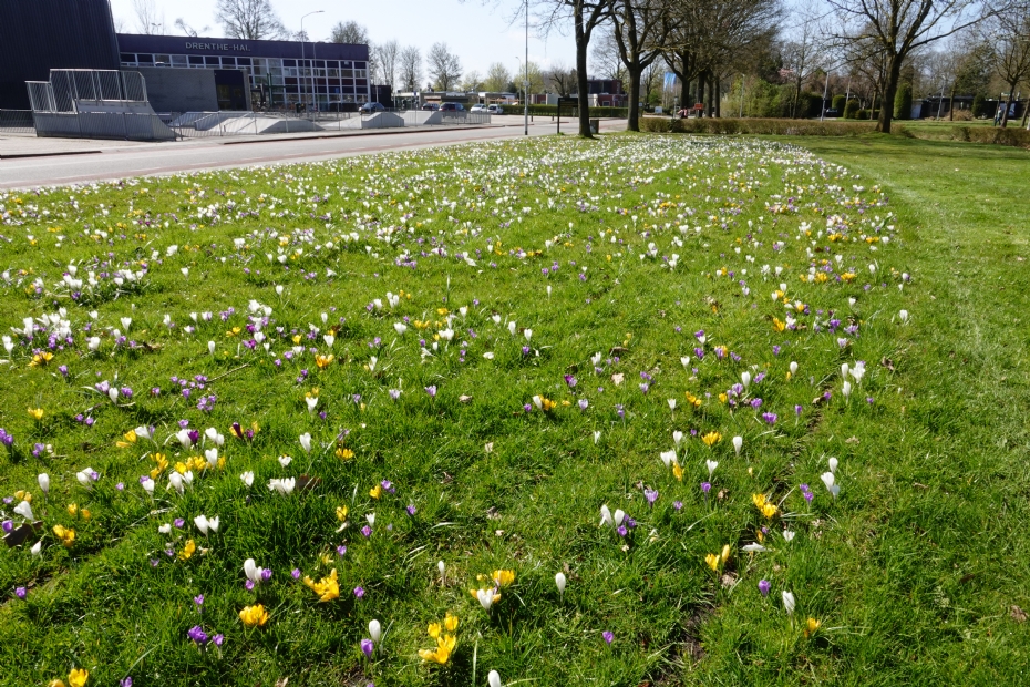 Bollen in wildverband aangeplant